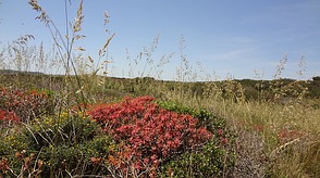 Euphorbia dendroides, typisch für ...