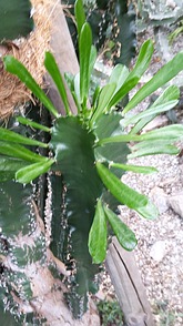 Euphorbia pseudo-cactus