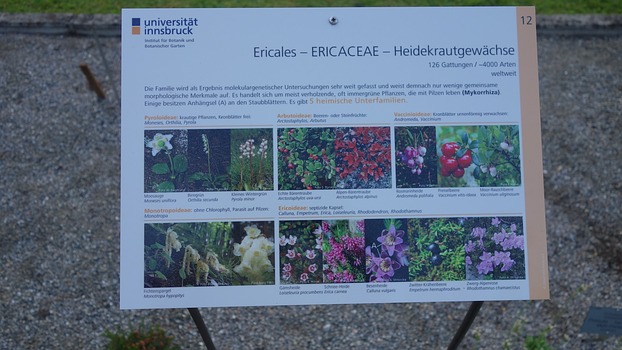 Familientafel Ericaceae im ...