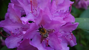 Schwebfliege am Rhododendron