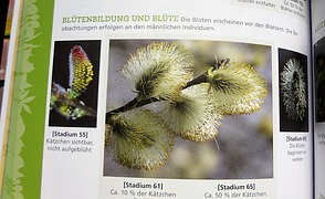 Sal-Weide Blüte (Palmkätzchen)