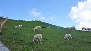 Schafe im Gebirge auf Almen
