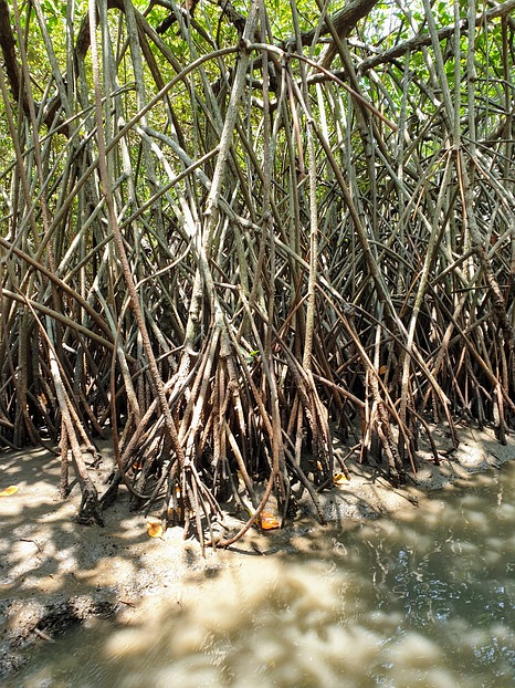 Mangroven-Wald