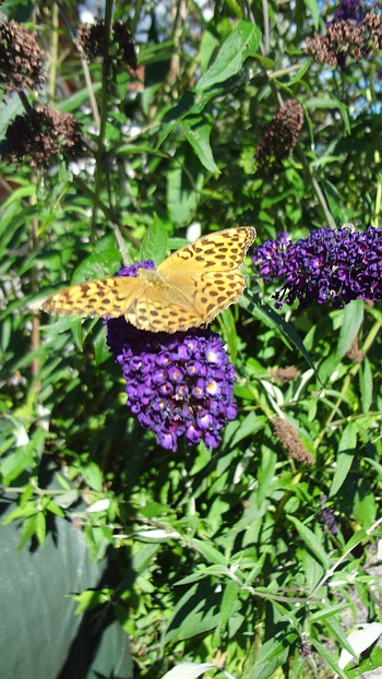 Kaisermantel am Schmetterlingsflieder