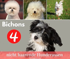 Bichons - Kleine Hunde die nicht haaren