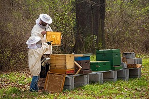 Bienen mit Imker