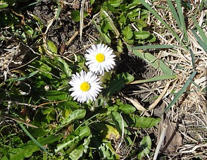 Gänseblümchen (Bellis perennis)
