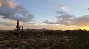 Die Sonora-Wüste in Amerika