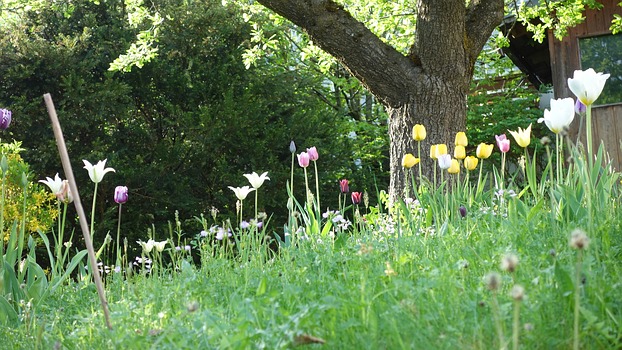 Tulpenwiese April/Mai