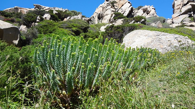 Euphorbia pitthyusa