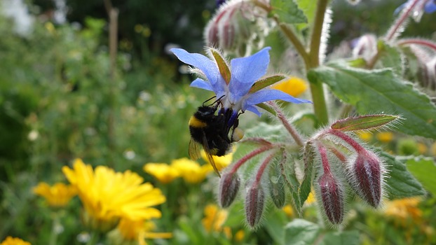 Dunkle Erdhummel an Borretsch