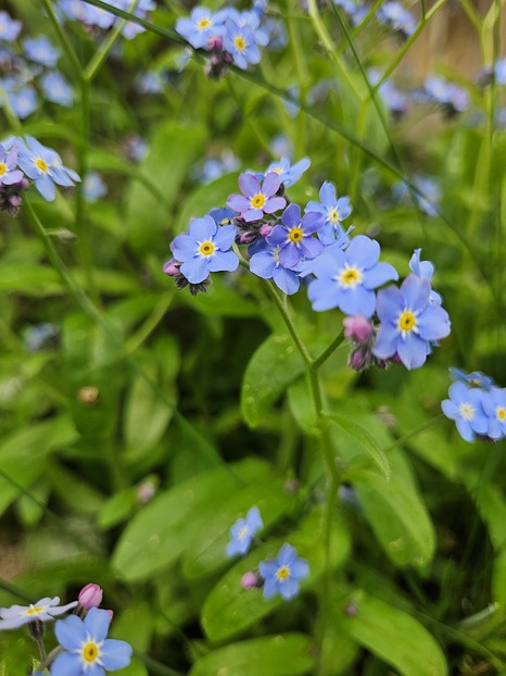 Myosotis, Vergissmeinnicht