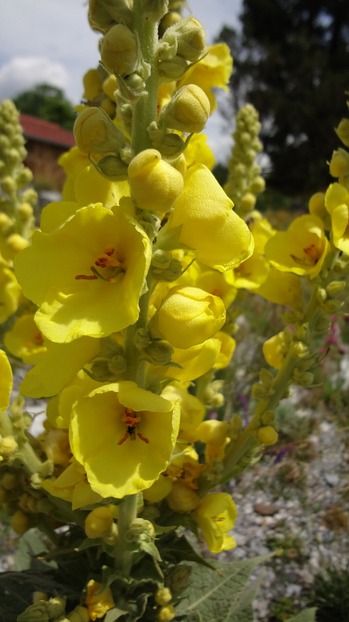 Blüten der Großblütigen Königskerze