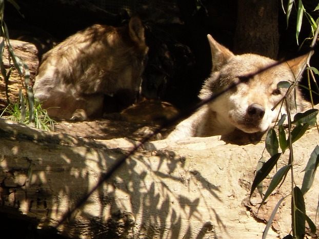 ruhender Wolf im Alpenzoo