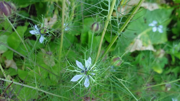 Jungfer im Grünen, Hahnenfußgewächs