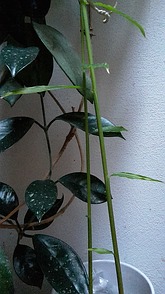 Ingwer im Eigenanbau