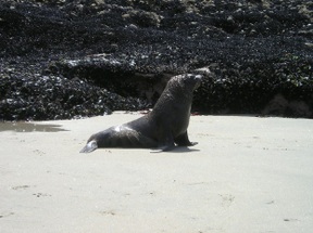 Wilde Seehunde auf der Süd-Insel Neuseelands