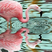 Tanz der Flamingos