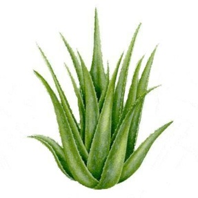 Echte Aloe (Aloe vera) - die Lilie der Wüste