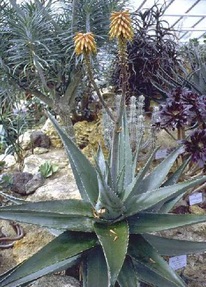 Echte Aloe (Aloe vera) - die Lilie der Wüste
