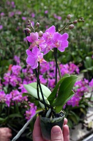 Mini- Orchidee - wie pflegen?