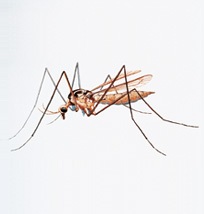 Mücken - stechende Zweiflügler