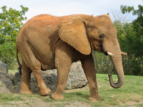 ELEFANTEN - die größten, noch lebenden Landtiere