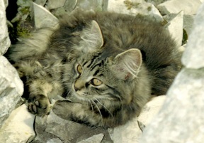 Kätzchen auf der Seekarspitze