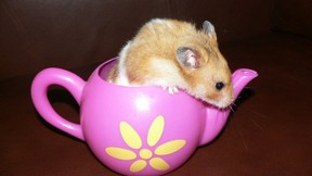Urbane Legenden: Dieser Hamster landete nicht in der Mikrowelle