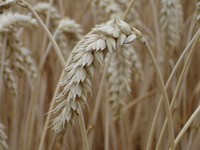 Getreide - Hirse oder doch Weizen