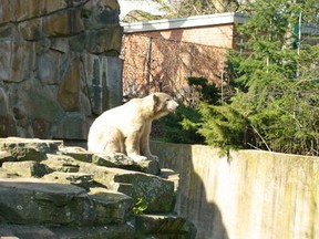 Einsamer Knut