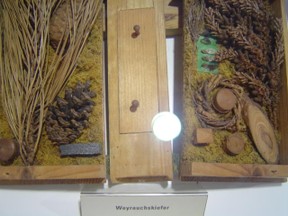 Holzbuch Weyrauchskiefer