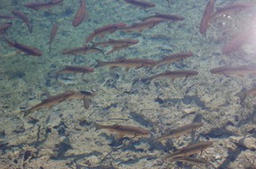 Plitvice Fische