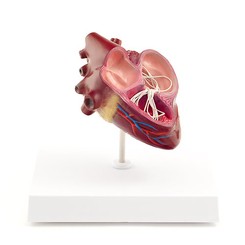 Modell Herz mit Herzwurm