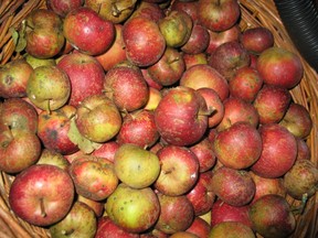 Bühler - Äpfel - alte Obstsorte