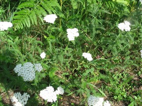Schafgarbe - Achimillea millefolium