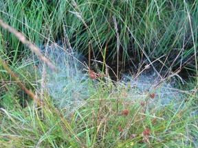Spinnennetze (Vennhexen)