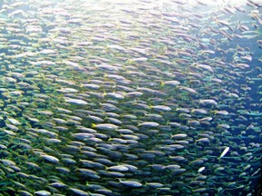 Fische im Schwarm: Vorbild für uns Menschen?