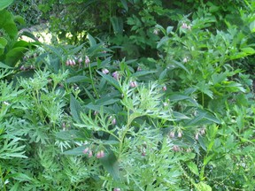 Wermut - Artemisia absinthum