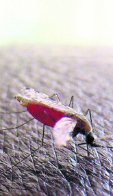Malariamücke