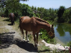 Pferde am Teich