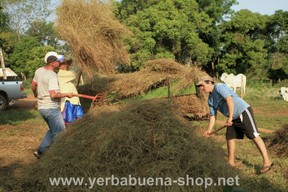 Steviastängel werden zu viehfutter verarbeitet, YerbaBuenashop
