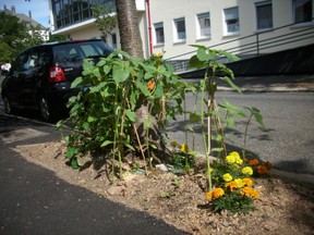 Garten unterm Straßenbaum mit Sonnenblumen