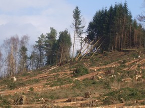 Umgeknickte Bäume durch Orkan Kyrill in Elspe