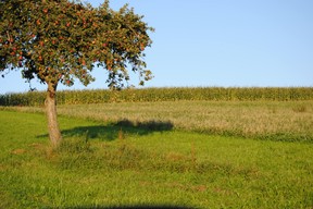 Apfelbaum am Bodensee, Monika Hermeling