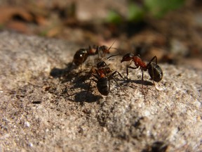 Ameisen in Michael Crichtons "Micro"