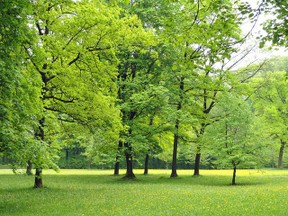 Wald und Bäume als Ausgleich zum Sauerstoffverbrauch