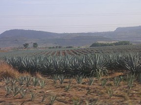 Agaven Feldbei Tequila Mexico