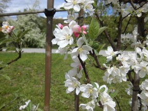 Apfelblüte,Monika Hermeling
