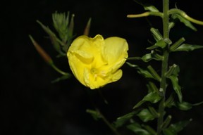 Blüte Oenothera
